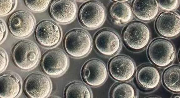 东莞第三代试管婴儿技术怎么样？,东莞北大医院做试管婴儿的成功率怎么样？东莞北大试管成功率、费用一览