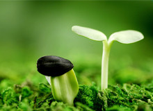 合肥附一做试管 合肥做试管医院排名？全国试管婴儿排名靠前的是哪个医院？ ‘3个月b超数据看男女’