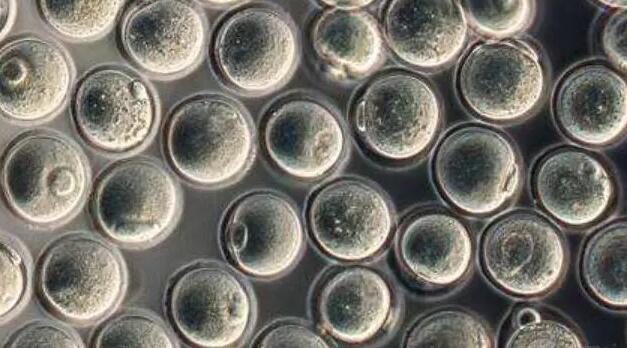 南京总医院试管 南京鼓楼医院试管婴儿挂号注意事项: ‘孕妇初期梦到小女孩还有鱼是什么征兆’