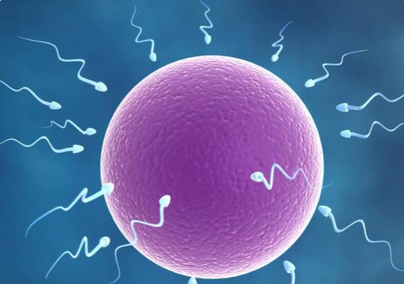 郑州试管过程 郑州做试管婴儿可以报销吗? ‘b超单哪里能看出是男是女’