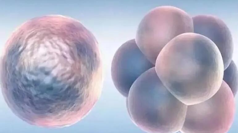 南昌包性别代孕 2022南昌供卵助孕三代试管哪家能做? ‘b超三条线中间断开是男孩还是女孩’