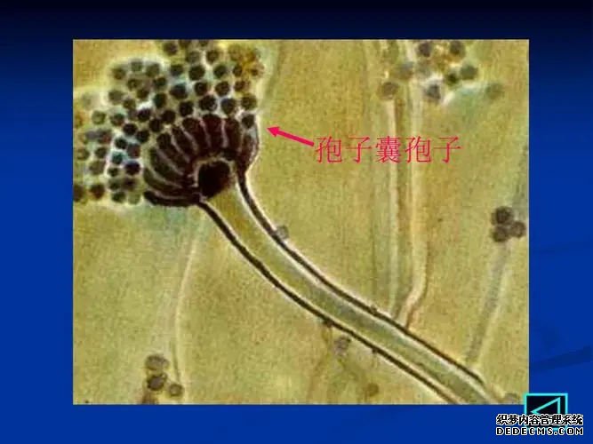 苏州借卵子做试管得多少钱 苏州市立医院三代试管多少钱? ‘香港验血和b超都是男宝会错吗’