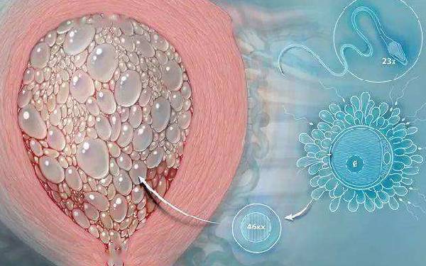 广州精城试管 4广州市妇幼保健院三代试管成功率可达68% ‘男孩36+6彩超单子图片’