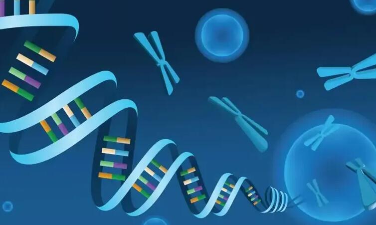 试管婴儿移植后医生为什么会建议打肝素?