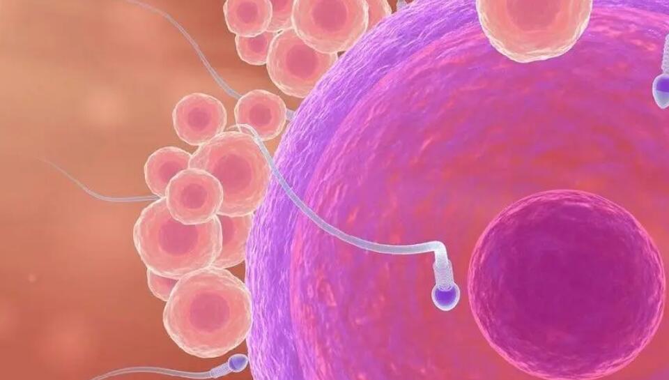 贵州三代试管 贵州可做三代试管的医院 ‘胎儿小排畸怎么看男女’