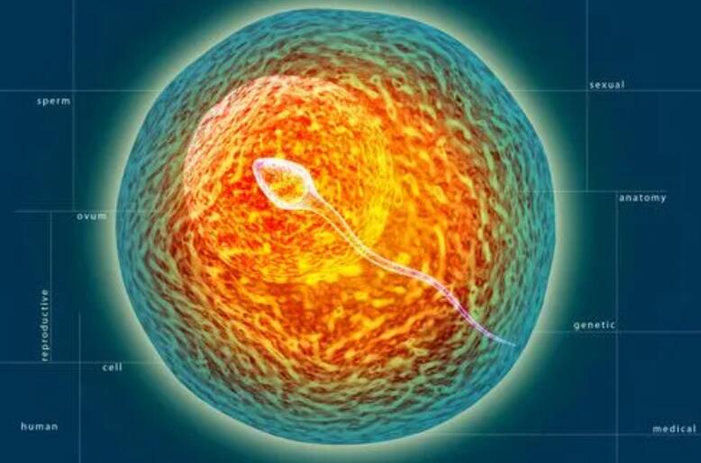 泰国试管婴儿费用要多少钱 36岁做试管婴儿成功率