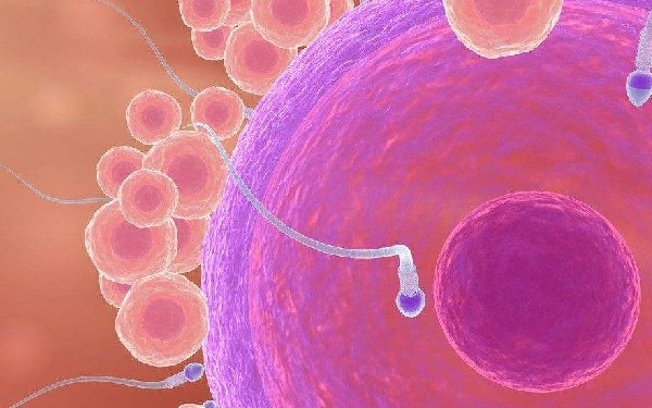 福州捐卵子公司 福州协和医院试管成功率如何提升？看看这些方法有帮助 ‘心脏彩超看男女’