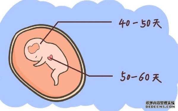 6细胞胚胎的成功率有多高？-胚胎的成功率