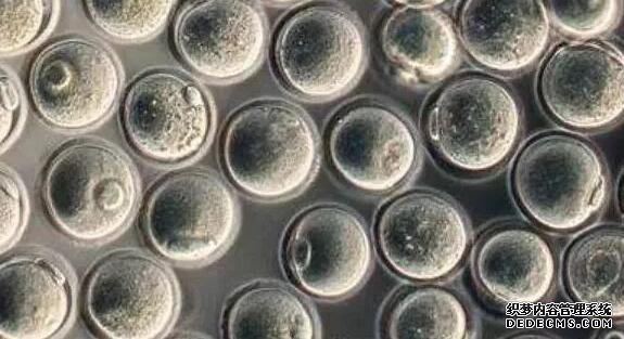 北京代怀咨询 北京试管助孕机构排名前十火速更新 ‘孕妇酒精测男女方法如下’