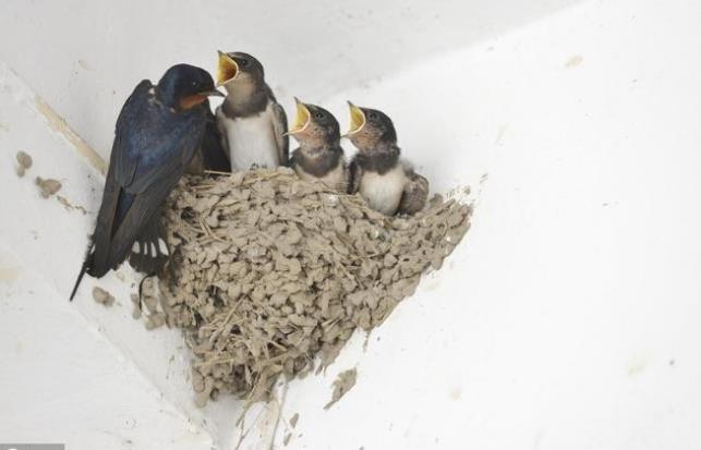 试管婴儿的具体过程是怎样的?