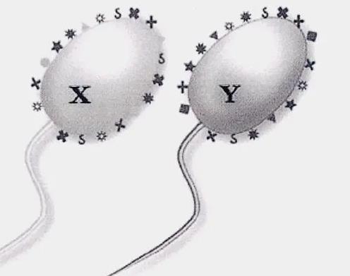 试管婴儿检查项目有哪些，看看我的就知道啦