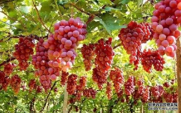 试管婴儿期间能吃冷水果吗,试管移植前需要注意什么