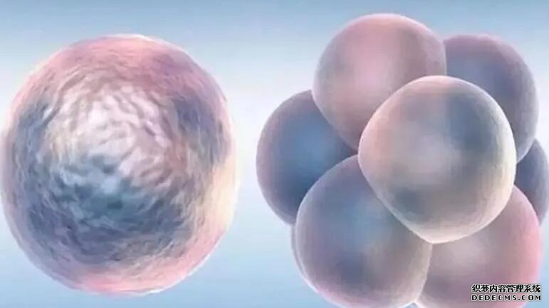 女性有甲减做试管有影响吗,看完就明白了