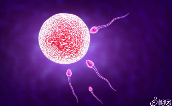 卵泡少做试管婴儿成功率高吗