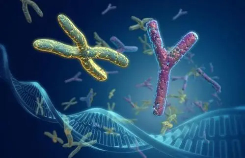 南京做供卵试管 南京可以做第三代试管吗?哪家医院成功率更高? ‘男孩四维B超单都是啥样的’