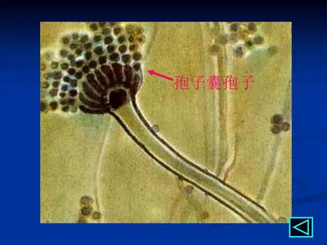 锦州试管供卵 锦州做试管怎么样？对身体伤害更小的秘诀 ‘3个月彩超怎么看男孩女孩三个月的彩超’