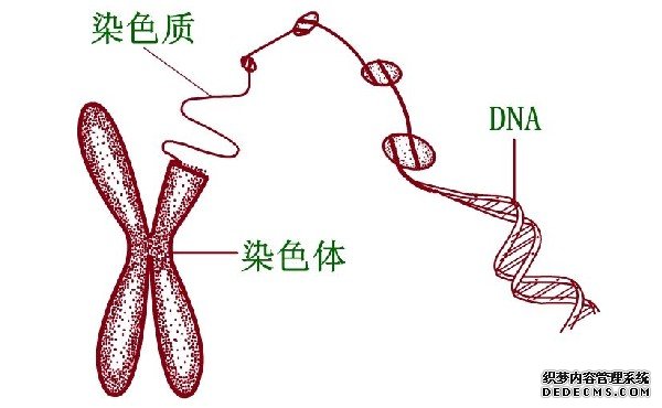 移植一个还是两个试管婴儿胚胎比较好?取决于自身条件和胚胎质量