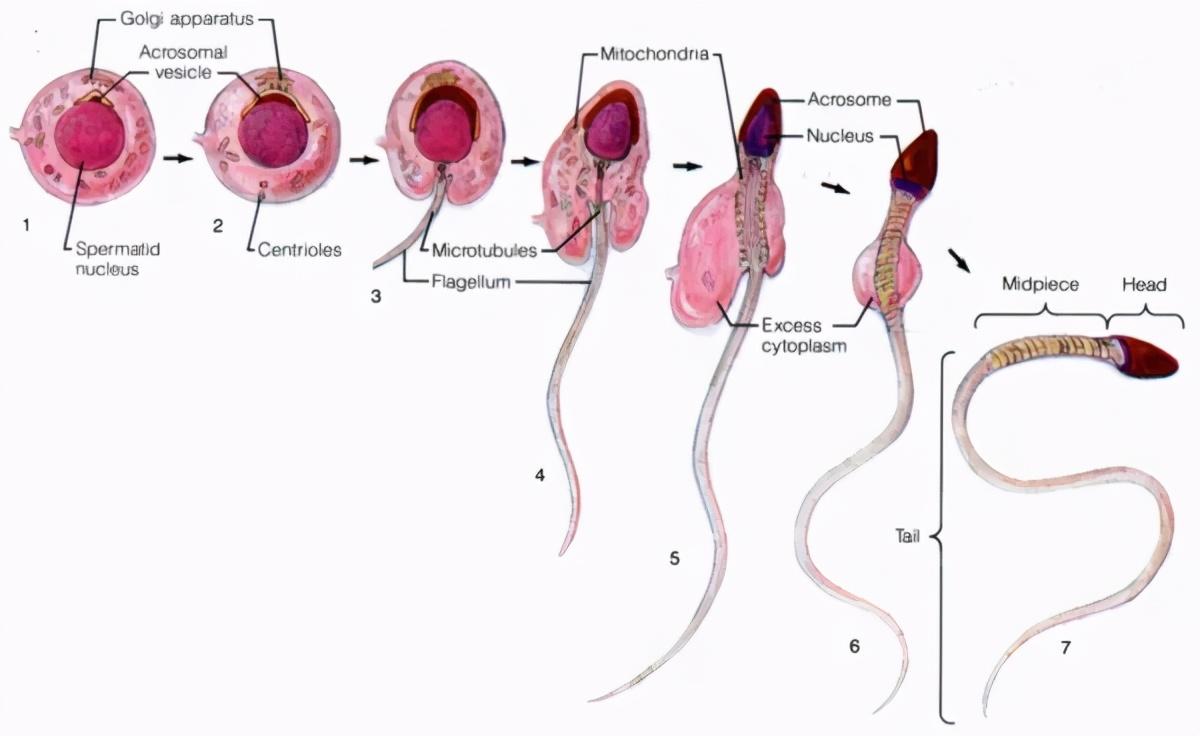 宝宝咀嚼食物的重要性与危害: 嚼碎食物喂食还是嚼碎食物喂食?